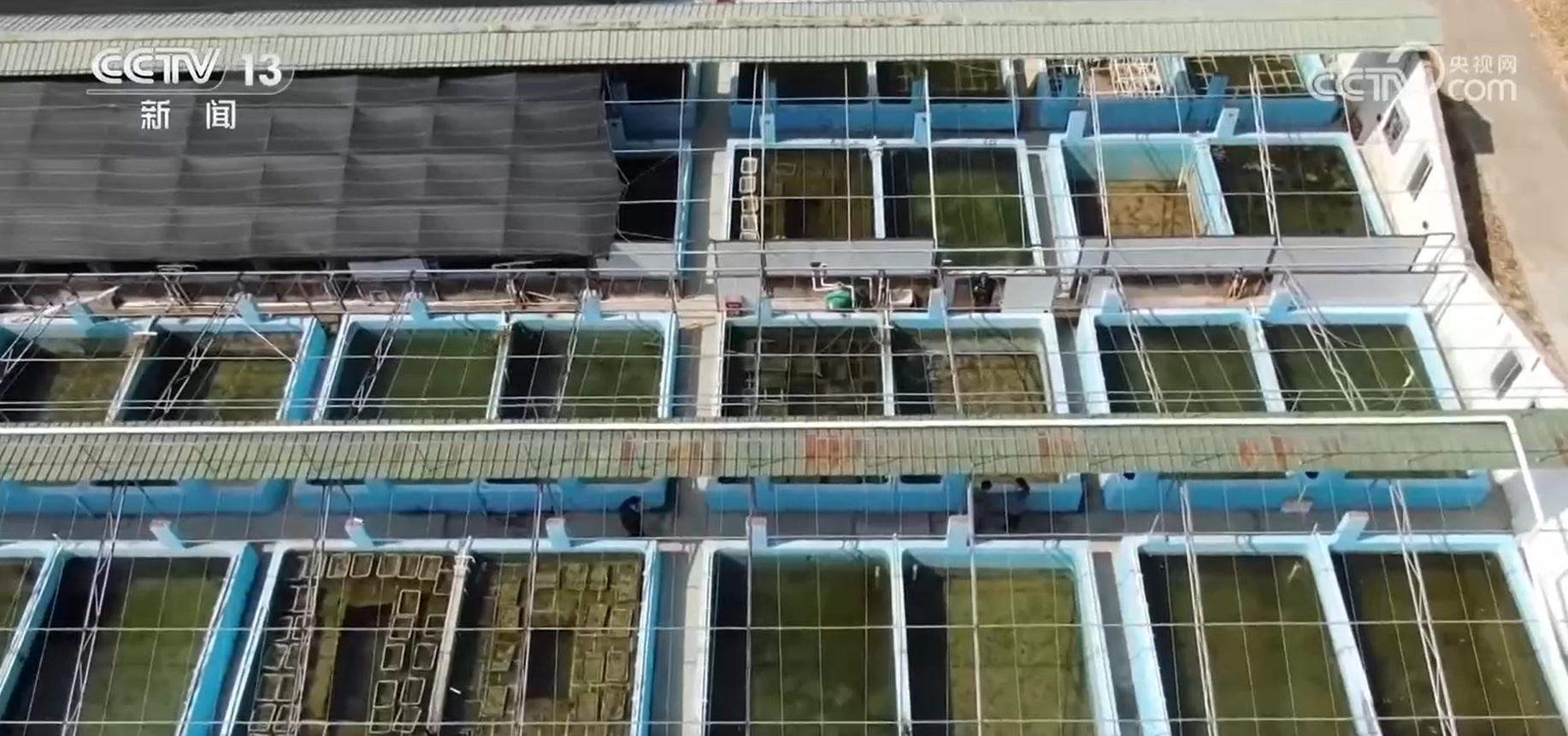 共护蔚蓝 北部湾生态焕新