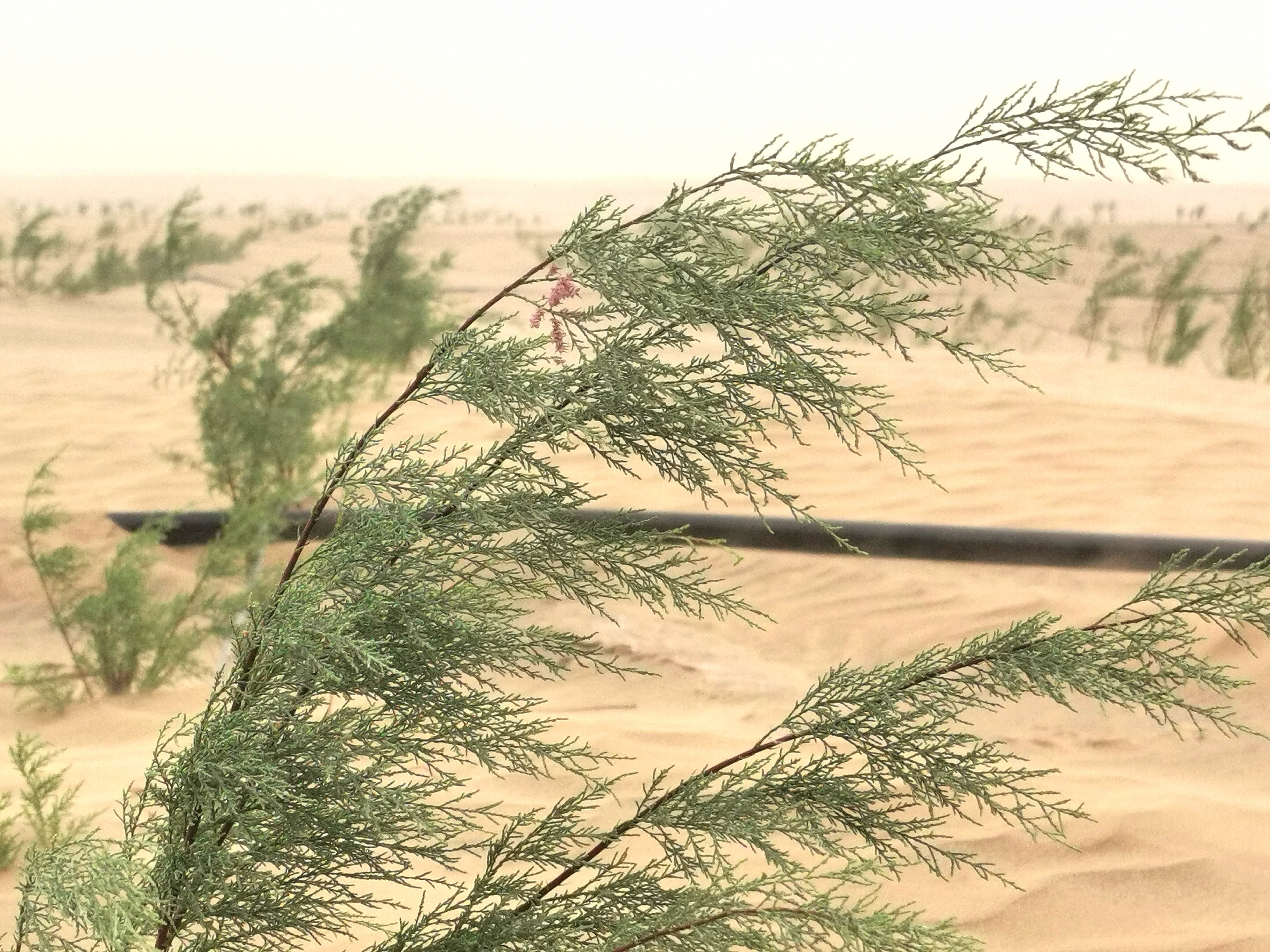 锁边合龙一周年丨厚植“绿围脖” 沙海增新绿